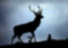 5-stag-silhouette-gavin-macrae.jpg